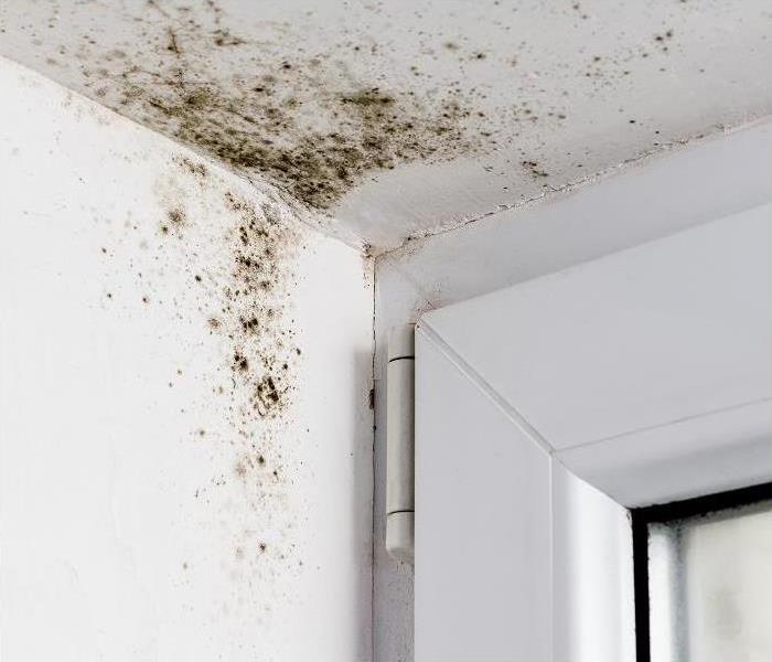 Mold on the Wall in A Corner